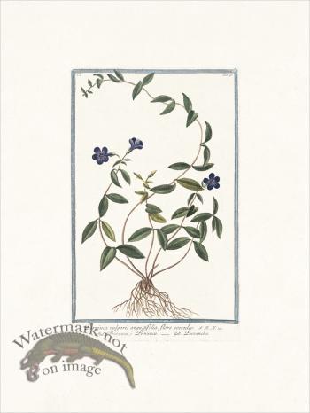 Bonelli 095 Periwinkle